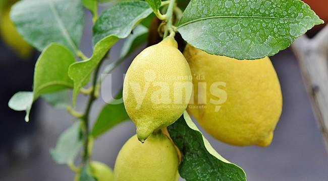 Karaman'da fiyatı en çok artan ürün limon oldu