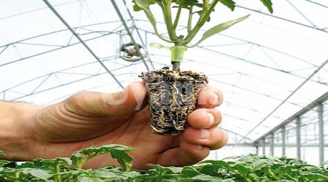 Sertifikalı Fidan Hibe başvuruları başlıyor