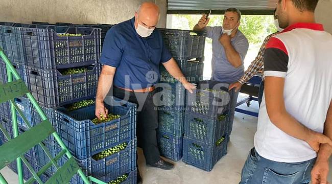 Zeytin alım noktasını ziyaret ettiler