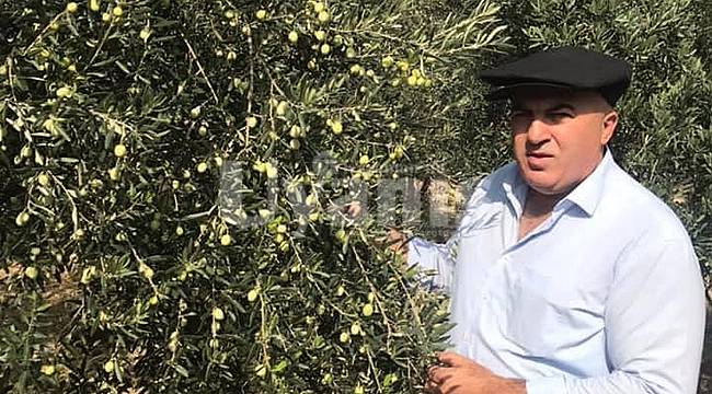 Göksu Havzasında Zeytin Hasatı Devam Ediyor