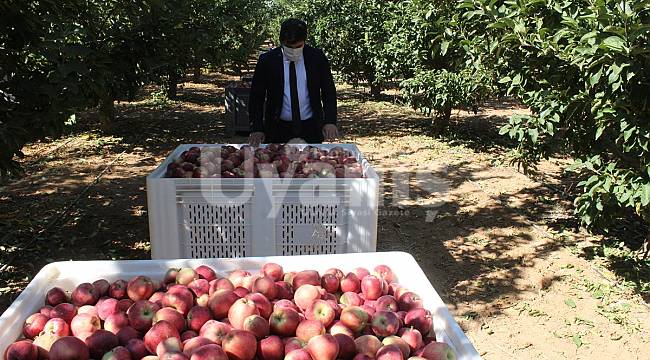 Kaymakam Çıkrık, Elma Hasadına Katıldı