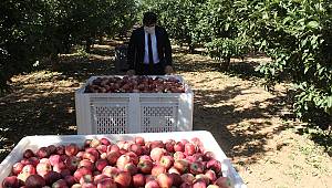 Kaymakam Çıkrık, Elma Hasadına Katıldı