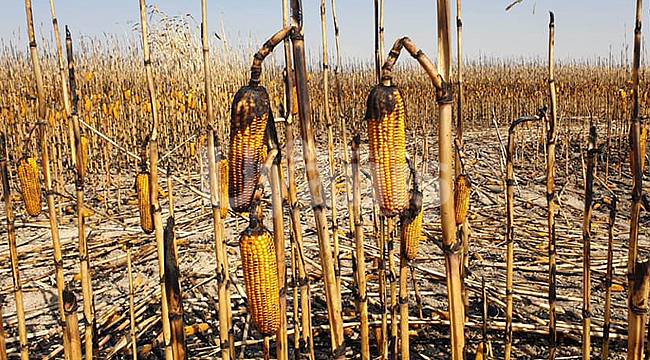 Sudurağı'nda Çıkan Yangında 30 Dekar Ekili Alandaki Mısır Kül Oldu