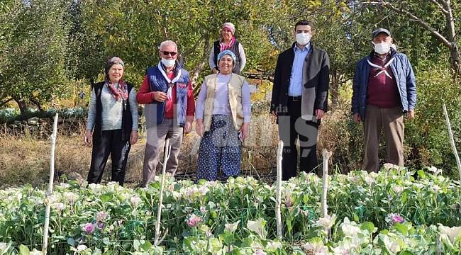 Lahana Çiçeği Sarıveliler'e Yeni Bir Pazar Kapısı Açıyor