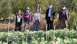 Lahana Çiçeği Sarıveliler'e Yeni Bir Pazar Kapısı Açıyor