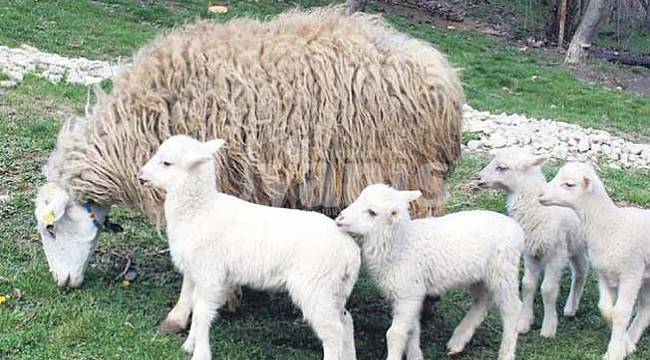 Destek Başvuruları 4 Aralık'ta Sona Eriyor