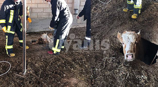 Karaman'da kuyuya düşen inek itfaiye ekiplerince kurtarıldı