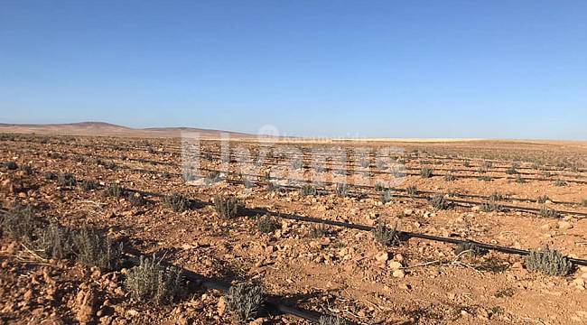 Karaman'da lavanta üretimi devam ediyor