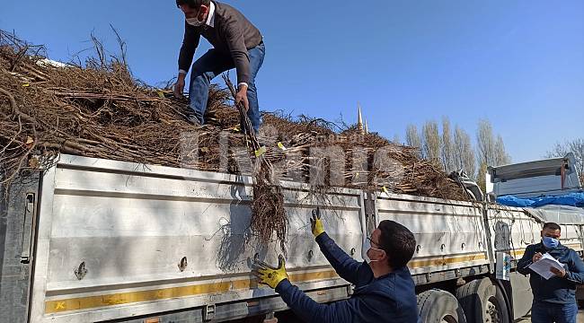 Taşeli Bölgesine  39 bin Fidan Dağıtıldı