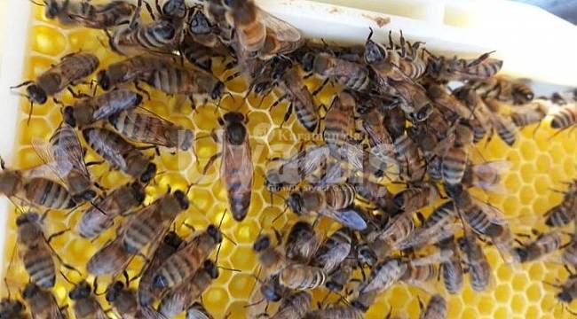 Arılı kovan ve damızlık ana arı desteğinin şartları değiştirildi ve başvuru süresi uzatıldı