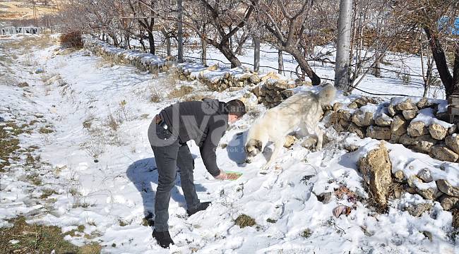 Ermenek Belediyesi Sokak Hayvanlarını Unutmadı