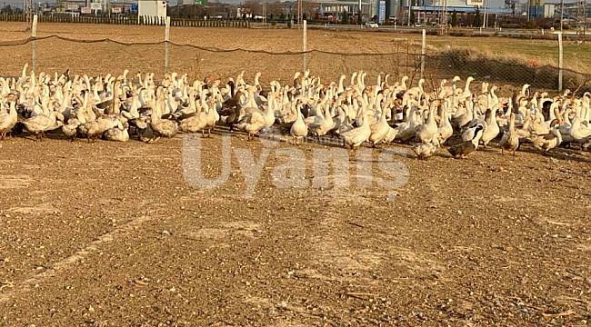 Hobi Amacıyla Başlayan Kaz Üretimi Beklenenin Üzerine Çıktı