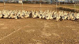 Hobi Amacıyla Başlayan Kaz Üretimi Beklenenin Üzerine Çıktı