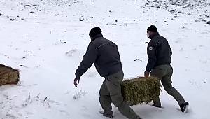 Karadağ'daki yaban hayvanları için yem takviyesi yapıldı