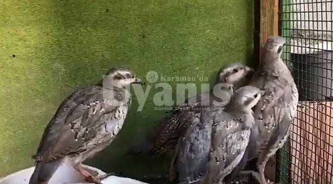 Karaman'da 2020 yılında 436 yaban hayvanın tedavisi yapıldı