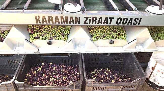 Kuraklık Zeytin Üreticisini De Etkiledi