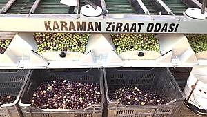 Kuraklık Zeytin Üreticisini De Etkiledi