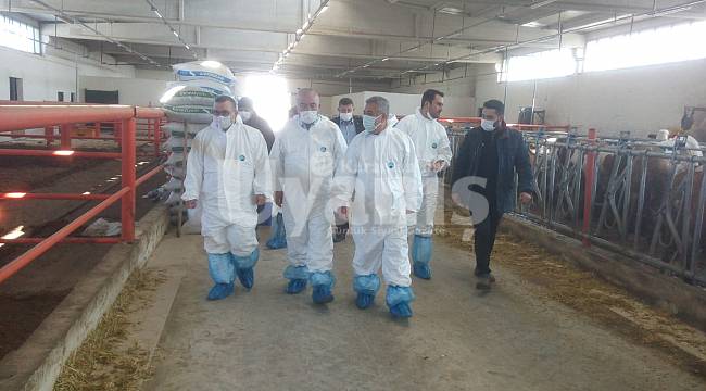 Karaman’da 70 bin büyükbaş hayvan aşılanacak