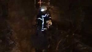 Karaman'da ağaçta mahsur kalan yavru kediyi itfaiye kurtardı
