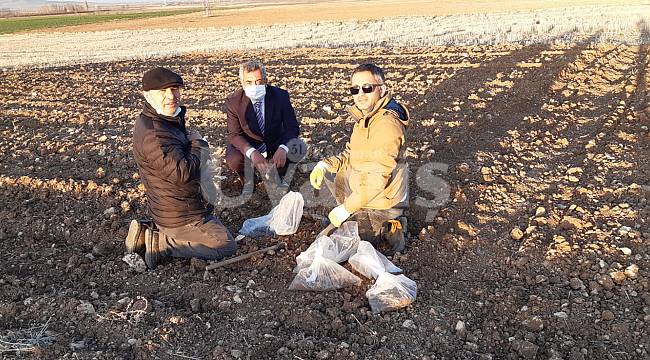 Karaman'a En Uygun Nohut Ve Yeşil Mercimek Çeşitlerinin Belirlenmesi İçin Deneme Ekimi Yapıldı