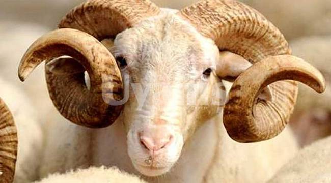 Karaman'da hayvancılığa damızlık koç desteği