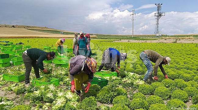 Karaman Tarım Müdürlüğünden Çiftçilerle İlgili Önemli Duyuru
