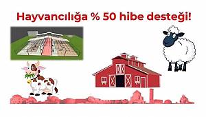 Hayvancılığa yüzde 50 hibe desteği