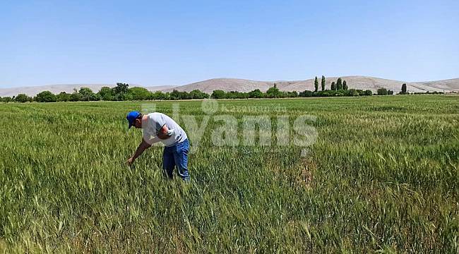 Isı Farkı Mısır Ve Buğdayları Strese Soktu