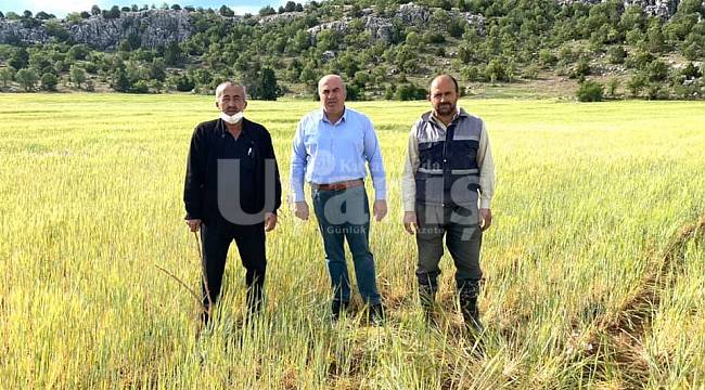 Karaman'da Buğday Ve Arpa Tarlalarının Çoğuna Biçerdöver Giremeyecek