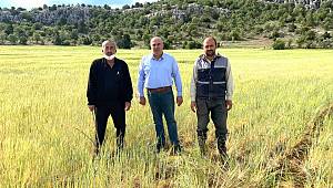 Karaman'da Buğday Ve Arpa Tarlalarının Çoğuna Biçerdöver Giremeyecek