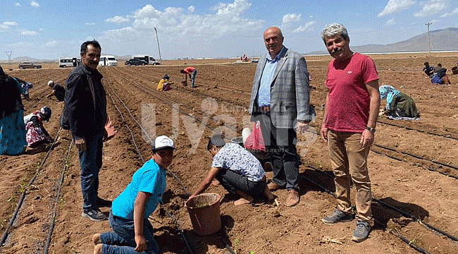 Karaman, Salçalık Domates Ve Kapya Biber Üretiminde de Söz Sahibi Olacak