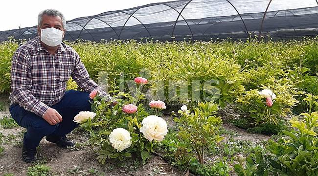 Şakayık Çiçeği Üretimi Karaman'da Yaygınlaşıyor