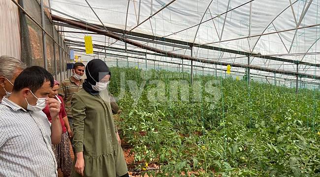 Sarıveliler Kaymakamı Efe, Yaz Serasını İnceledi