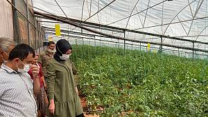 Sarıveliler Kaymakamı Efe, Yaz Serasını İnceledi