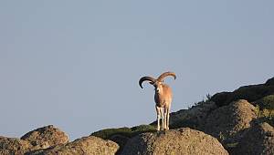 Anadolu Yaban Koyunları İzlendi