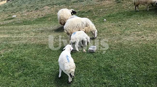 Ayrancı İlçe Tarım Müdürlüğü: Hayvan Ölümlerinde Kurumumuzun İhmali Söz Konusu Olamaz