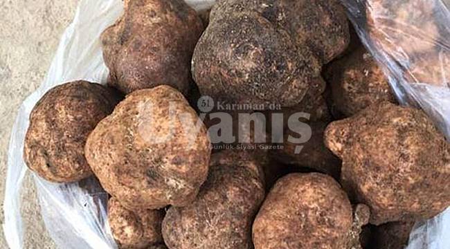 Dolaman mantarı bu yıl cep yakacak