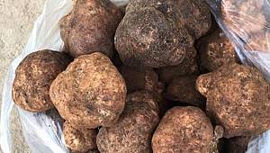 Dolaman mantarı bu yıl cep yakacak
