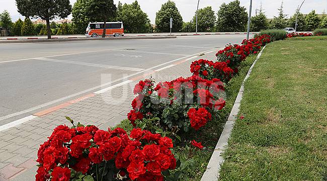 Karaman’da şehir merkezi gül ve çiçeklerle donatıldı