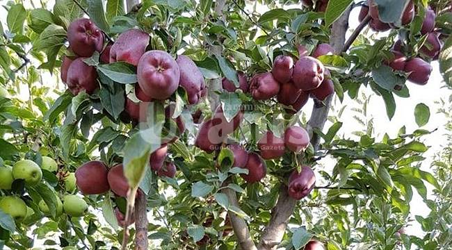 Karaman'da Üretilen Sebze Ve Meyveler Rusya'ya İhraç Edilecek