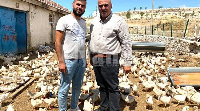 Linda Cinsi Kazlar Karaman'da yaşamaya uyum sağladı