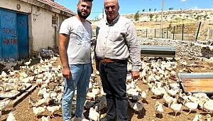 Linda Cinsi Kazlar Karaman'da yaşamaya uyum sağladı