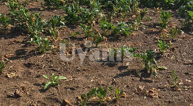 Pancar Kotasını Dolduramayacak Üreticinin Dilekçe Vermesi Gerekiyor