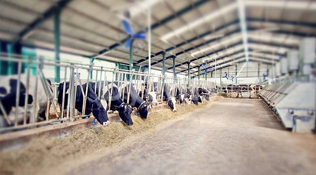 Büyükbaş ve küçükbaş hayvancılık işletmelerine yönelik hibe başvuru sonuçları açıklandı