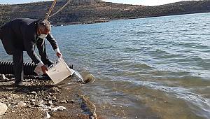 Fisandun Barajına 250 bin yavru sazan bırakıldı