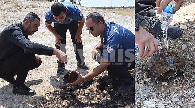 Karaman'da yangın ortasında kalan kaplumbağayı polisler kurtardı