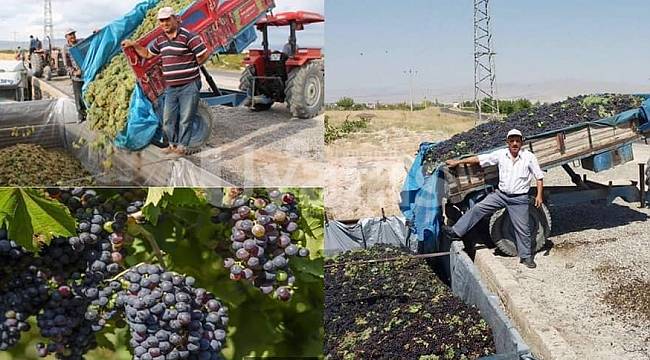 Torku, Üzüm Alım Fiyatını Arttırdı