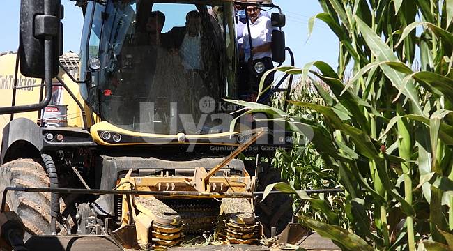 Demiryurt Köyünde Sılajlık Mısır Hasadı Yapıldı
