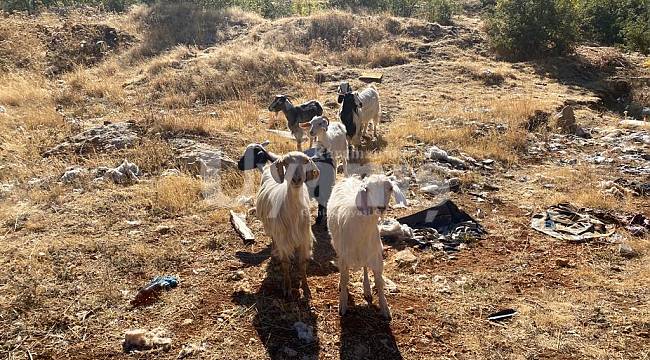 Karaman'da kayıp küçükbaş hayvanları jandarma buldu