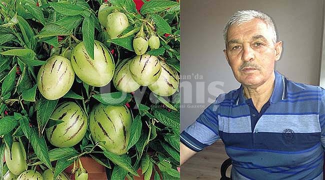 Karamanlı Üretici, Pepino'yu, Avgan'da Yetiştirdi